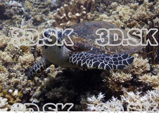 Sea Turtle 0012